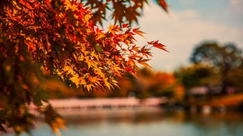 Herfsttip: herfstgeuren voor thuis