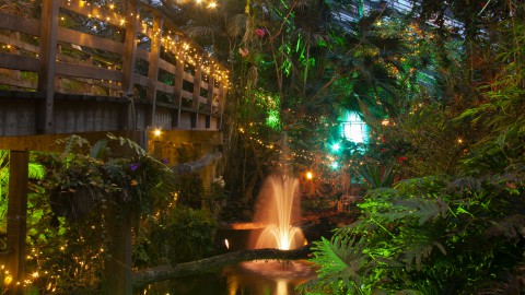 Betoverende lichtjes tijdens WinterDroom in de Orchideeën Hoeve