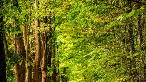 Bijzondere bomen- en planten bibliotheek op Floriade bijna klaar