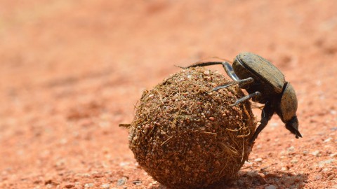 De sterkste dieren ter wereld