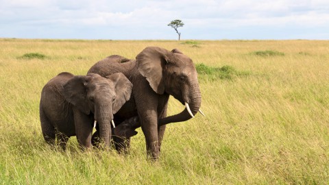 Internationale Dag van de Olifant