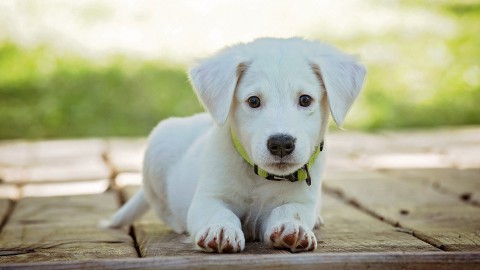 Je hond begrijpt echt wat je zegt