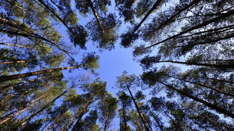 Nederland plant bomen met Staatsbosbeheer