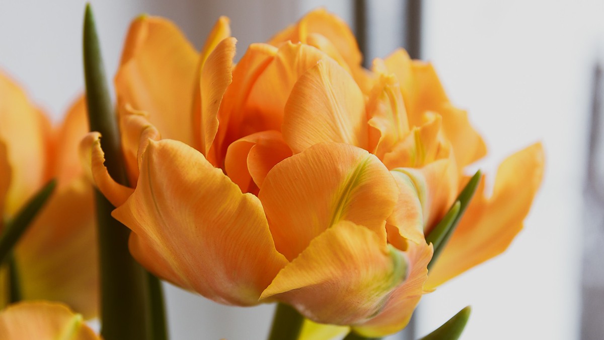 Verse bloemen in huis