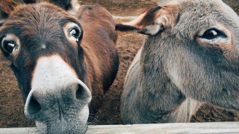 Kinderboerderij de Beestenbende