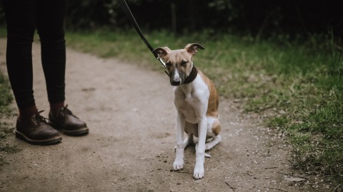 Waarom wrijven katten en honden met hun kont over de vloer?