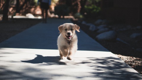 23 maart is het Puppydag