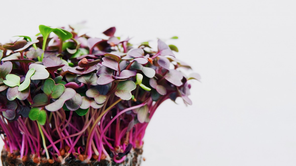 Wat zijn microgreens en wat zijn de gezondheidsvoordelen?