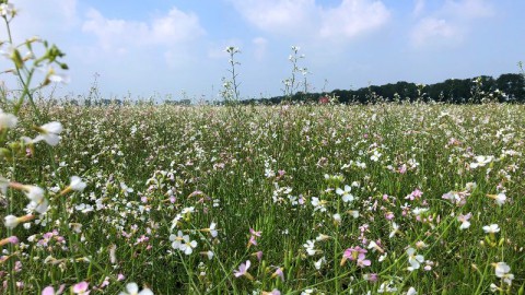 Boerderijen nemen aanbevelingen biodiversiteitsonderzoek foodcoop Odin over