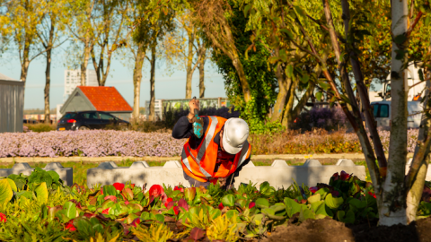 Floriade plant dit najaar een diversiteit aan bloembollen