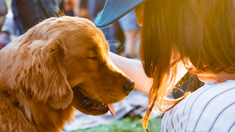 Is jouw aangelijnde hond de leukste van Almere? Doe mee!