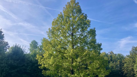 Bijzondere bomen in Almere gezocht