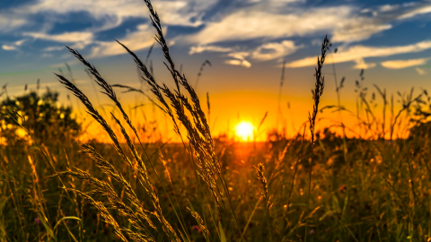 Petitie voor meer natuurinclusieve biologische landbouw in Almere