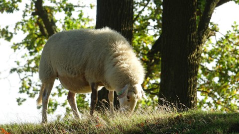 Neem een kijkje in het Cirkelbos!