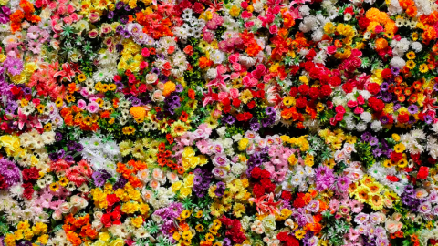 De mooiste bloemen ter wereld