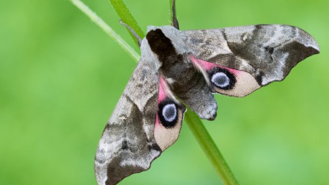 Nachtvlinders kijken tijdens de Nationale Nachtvlindernacht