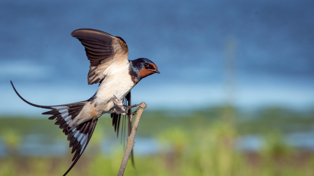 Vogelfestival Oostvaardersplassen 2022