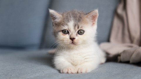 10 juli is het Kittendag