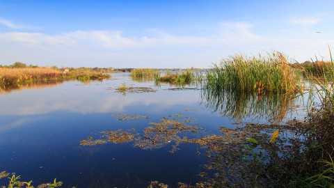 Project Oostvaardersoevers naar volgende fase