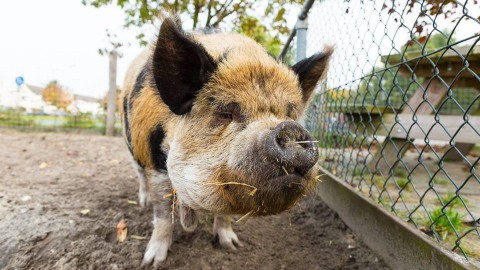 Dierendag op kinderboerderij De Beestenbende