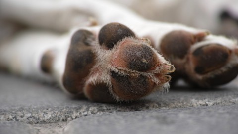 Open Dag Dierenambulance Midden Nederland