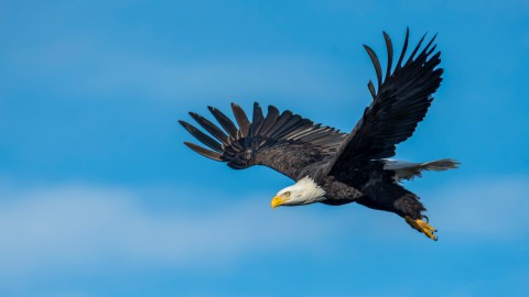 Vogels spotten bij de Oostervaardersplassen 