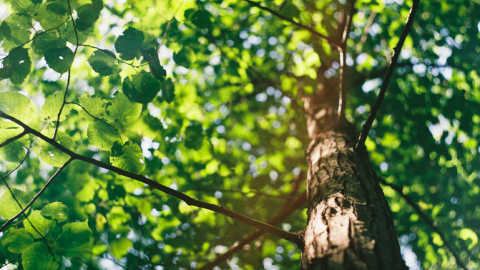 Alle kinderen in Nederland gaan helpen met bomen planten