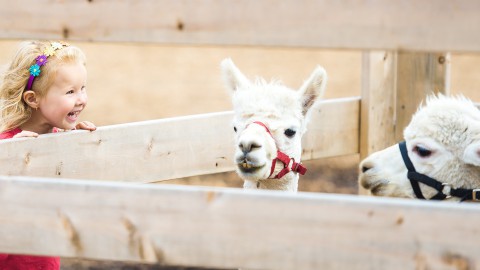 Dierendag vier je op de kinderboerderijen van Stad & Natuur