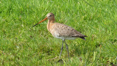 Aantal weidevogels afgenomen in de provincie