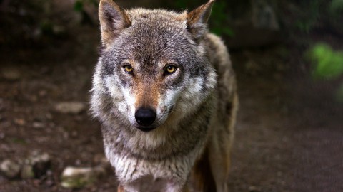 FvD: wolf niet welkom in Flevoland  