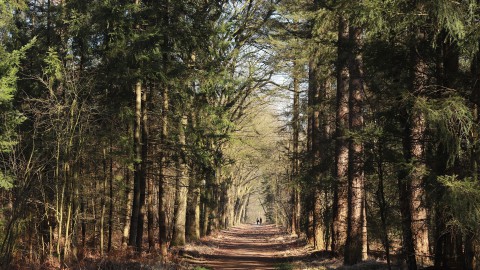 Eerst toestemming vragen voordat je met groep in bos gaat hardlopen