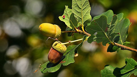 'Eikenbomen kunnen slecht tegen verplaatsing'