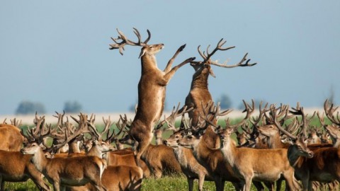 Edelherten Oostvaardersplassen mogen worden afgeschoten