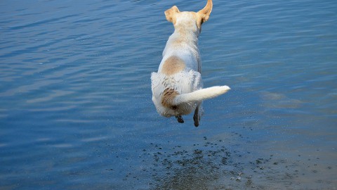 Eigenaar Kattencafé redt hond uit gracht