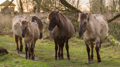 Oostvaardersbos gedeeltelijk dicht voor wandelaars