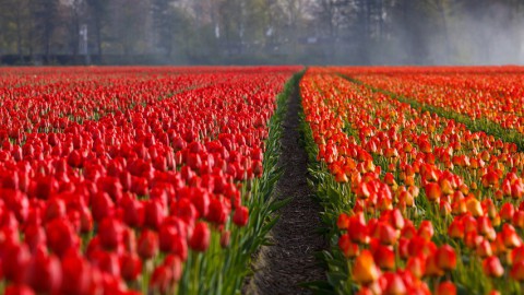 Raad krijgt toch inzage in notulen Floriade