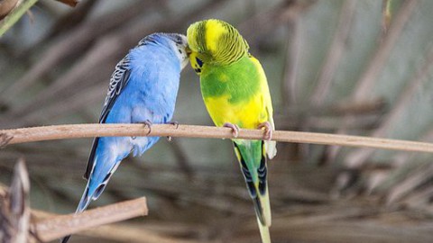 Gevonden parkiet 'Piri' herenigd met baasje