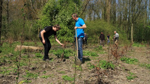 Driekwart miljoen nieuwe bomen in Flevoland