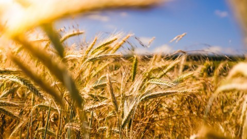 Internationale dag van de plattelandsvrouwen 