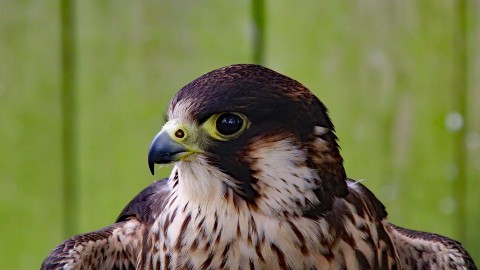 Slechtvalkenpaar zonder kuikens dit jaar