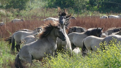 Benefiet Bingo Paardensportcentrum X-tern