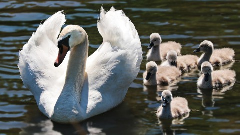 Dierennoodhulp wil surveilleren tegen diefstal babyzwaantjes