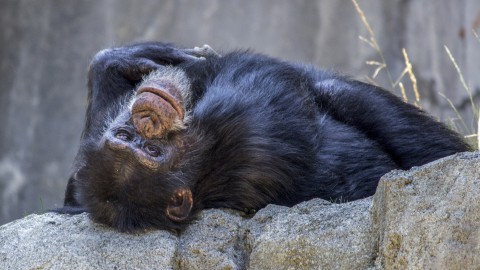 Chimpansee terug naar dierentuin Skopje