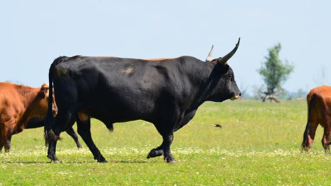 Voorjaar, maar de heckrunderen van de Oostvaardersplassen moeten bijgevoerd