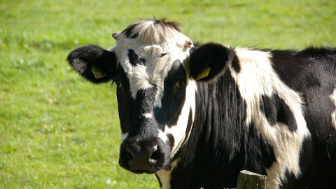 Steeds meer stunts met voordelig vlees