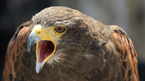 Agressieve buizerd in Pampushout