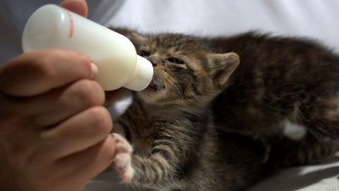 Het Dierenasiel Almere heeft dierenvoeding nodig!