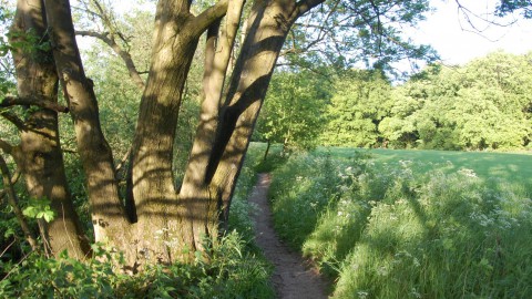 Met de ecokar door de Oostvaardersplassen - Almere