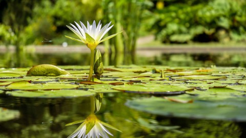 Kom langs bij de Botanische Tuin in Almere Jungle!