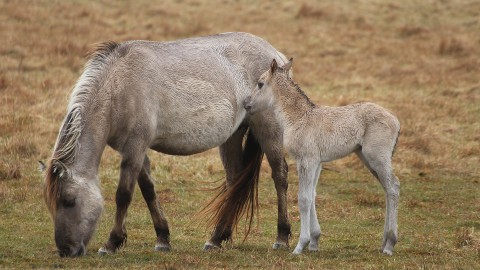 Eerste konikpaarden op transport naar Wit-Rusland